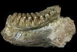 Fossil Stegodon Mandible with Molar - Indonesia #156724-6